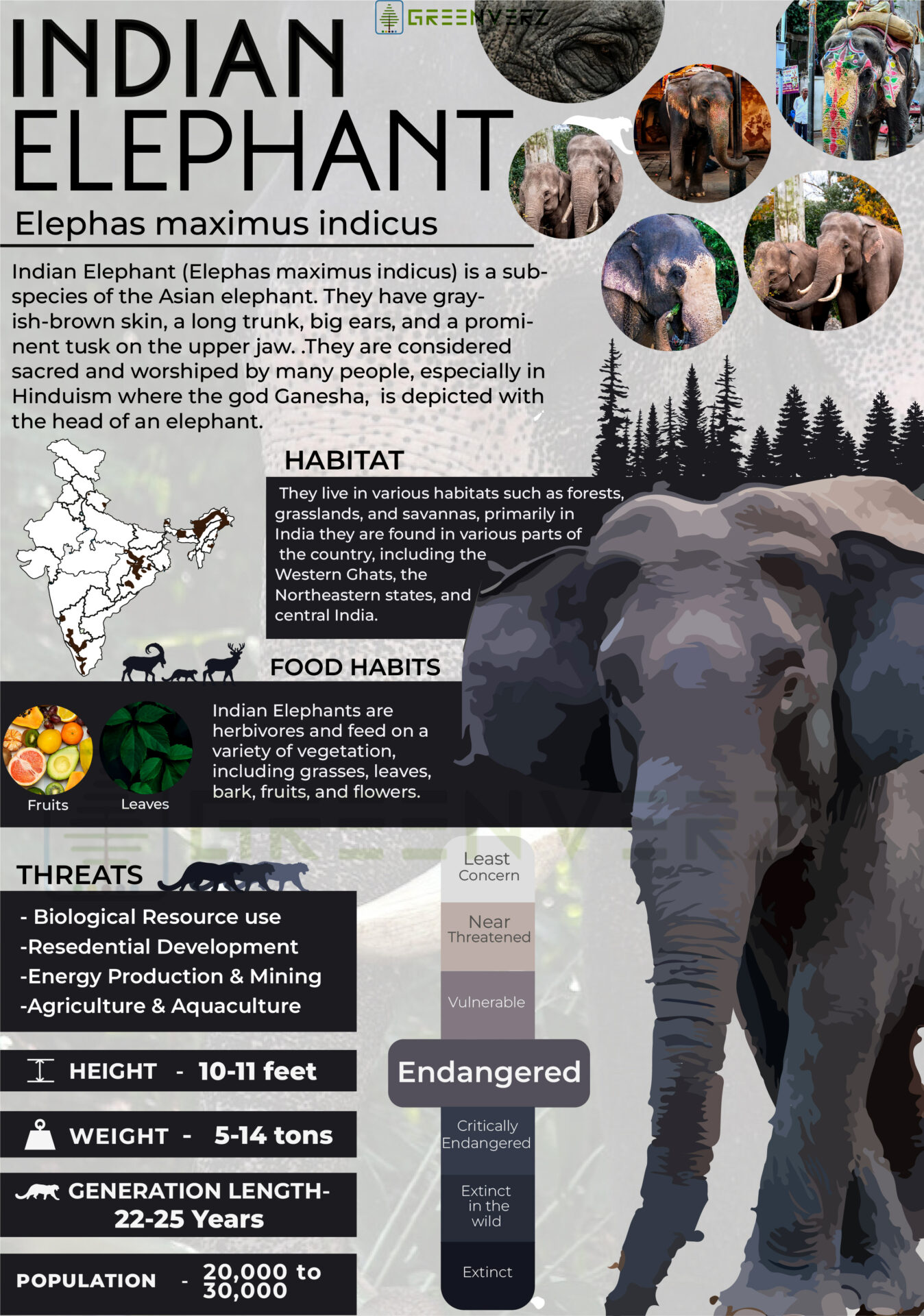 Infographics of Indian Elephant