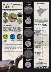 Infographics of Indian Flapshell Turtle