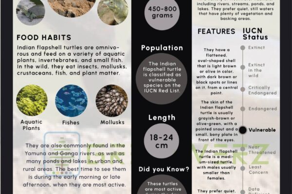 Infographics of Indian Flapshell Turtle