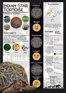 Infographics of Indian Star Tortoise