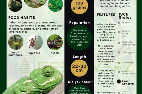 Infographics of Indian Chameleon