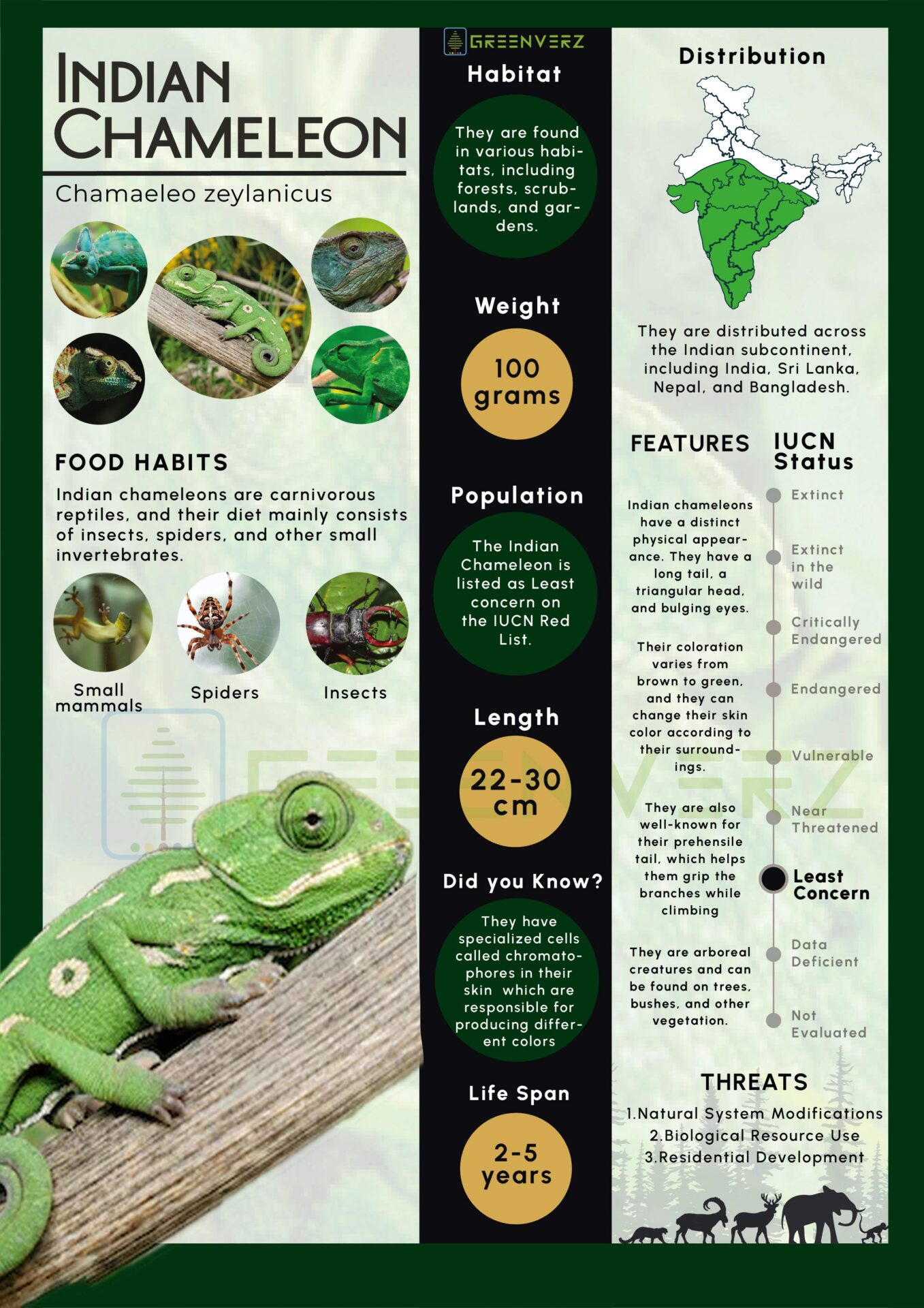 Infographics of Indian Chameleon