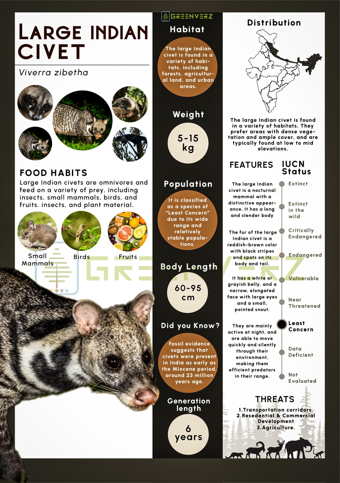 Infographics of Large Indian Civet