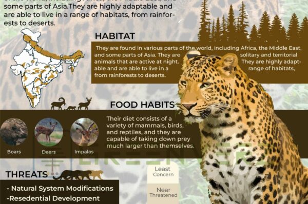 Infographics of Indian Leopard