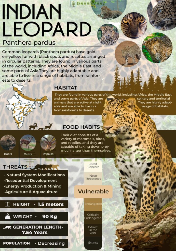 Infographics of Indian Leopard | Greenverz