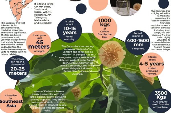 Infographics of Kadamba Tree