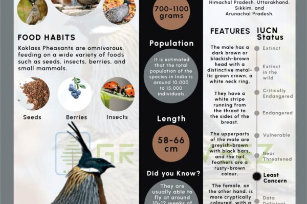 Infographics of Koklass Pheasant