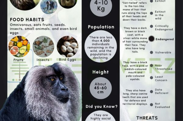 Infographics of Lion Tailed Macaque
