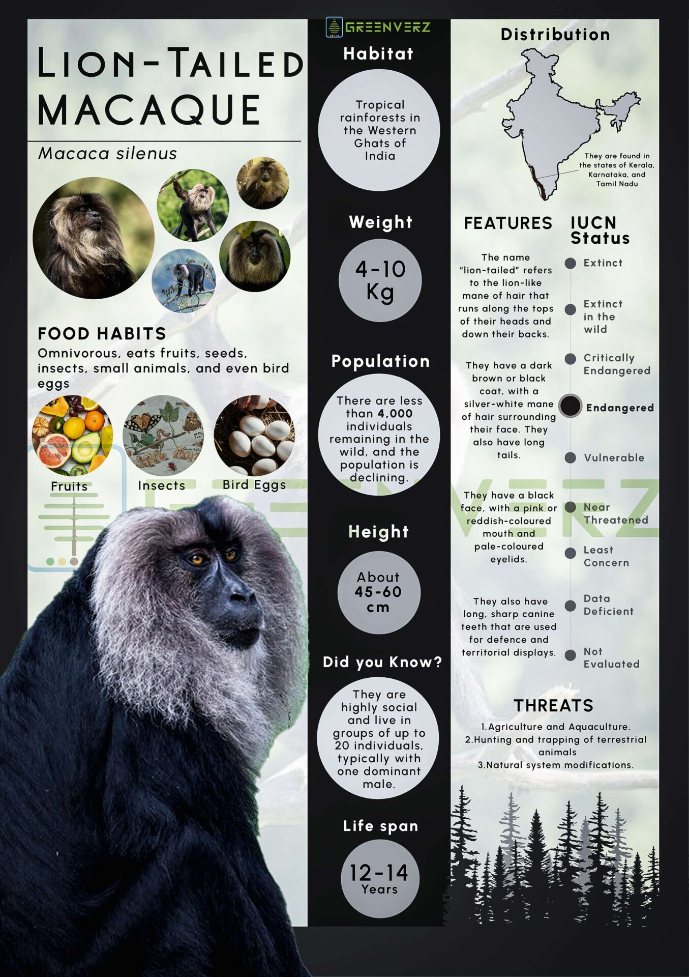 Infographics of Lion Tailed Macaque