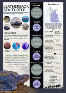 Infographics of Leathered Sea Turtle