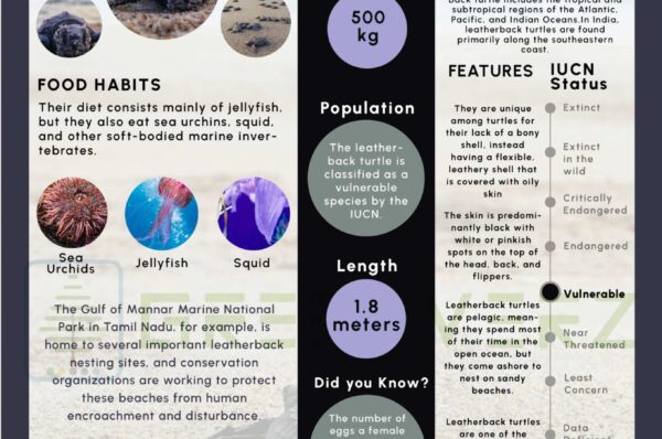 Infographics of Leathered Sea Turtle