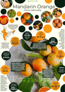 Infographics of Mandarin orange