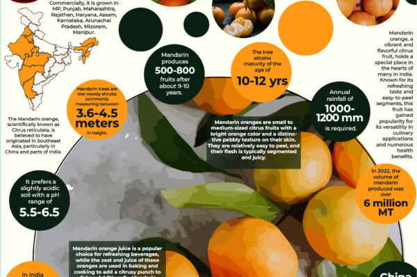 Infographics of Mandarin orange