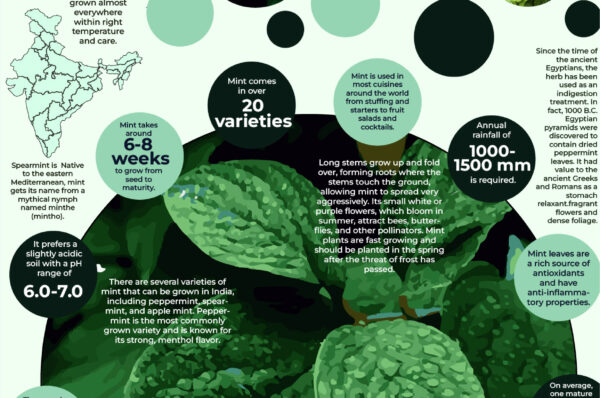 Infographics of Mint