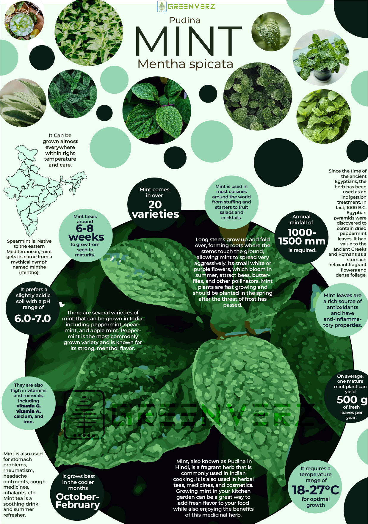 Infographics of Mint