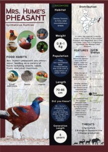 Infographics of Mrs. Hume’s pheasant