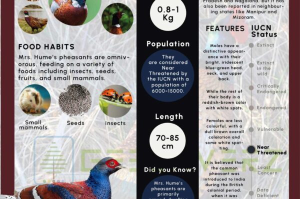 Infographics of Mrs. Hume’s pheasant