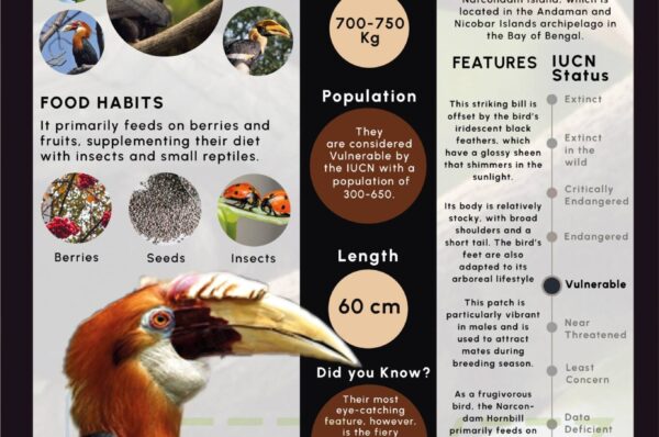 Infographics of Narcondam Hornbill