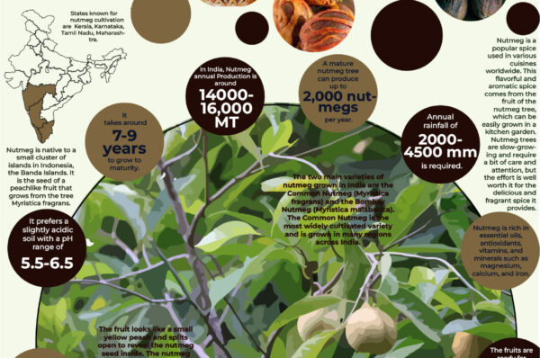 Infographics of Nutmeg