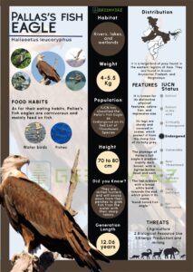 Infographics of Pallas's Fish Eagle