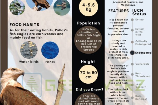 Infographics of Pallas's Fish Eagle