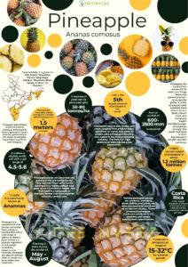 Infographics of Pineapple