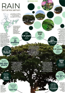 Infographics of Rain tree.