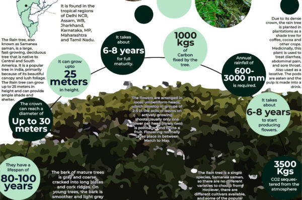 Infographics of Rain tree.
