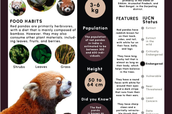 Infographics of Red Panda
