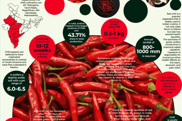 Infographics of Red Chilli