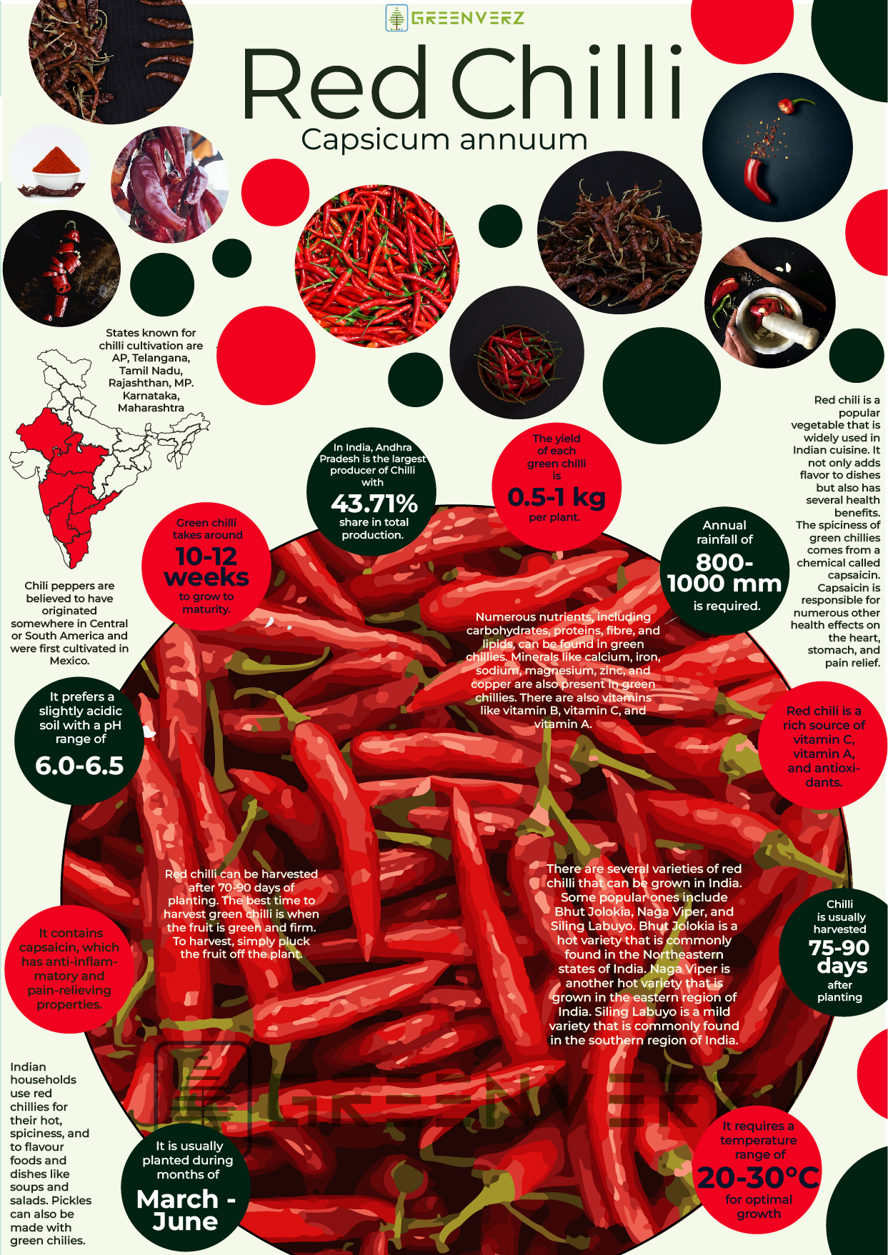 Infographics of Red Chilli