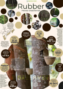 Infographics of Rubber