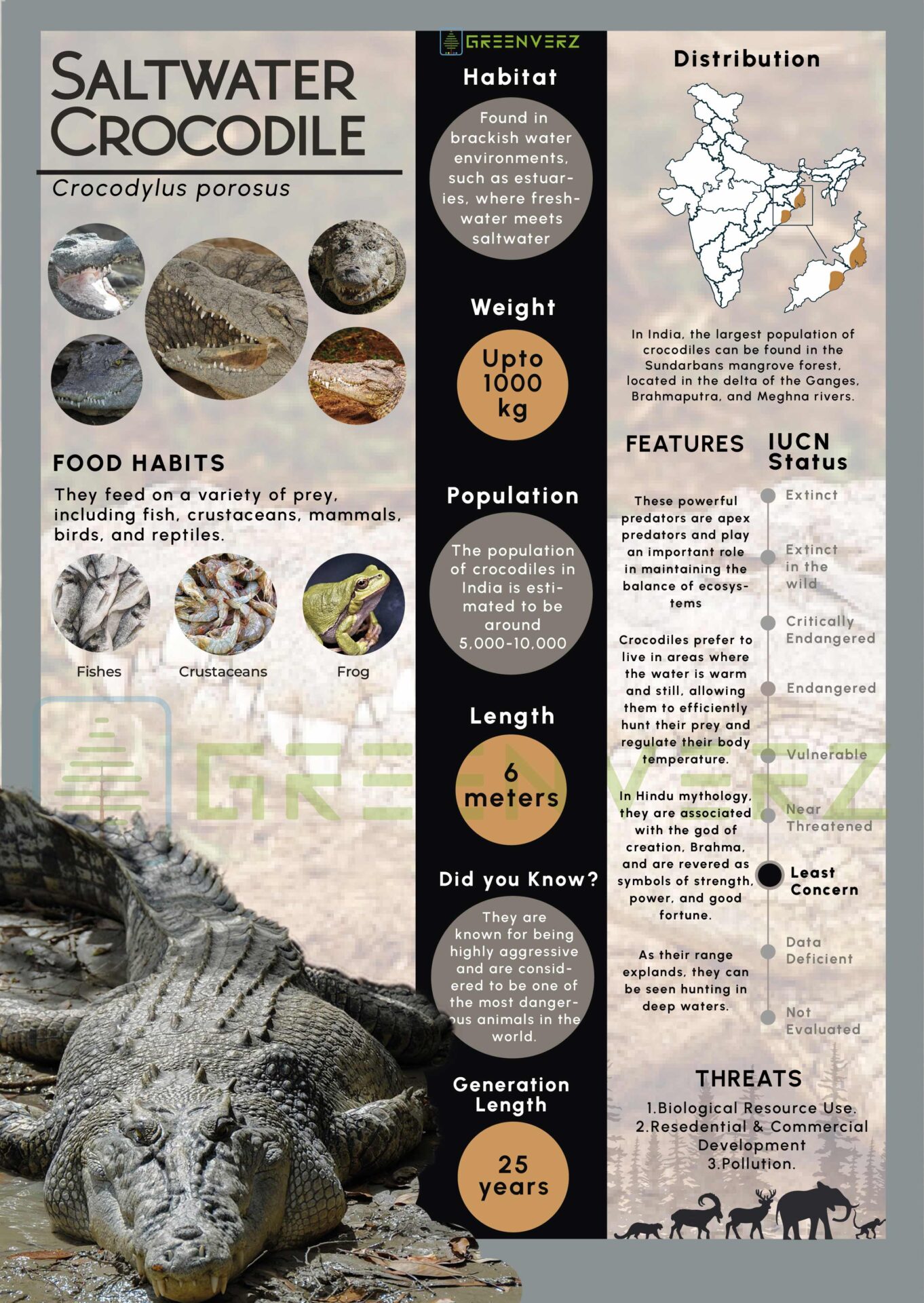 Infographics of Saltwater Crocodile