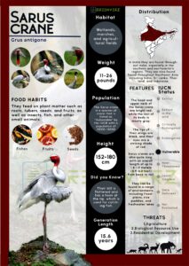 Infographics of Sarus Crane