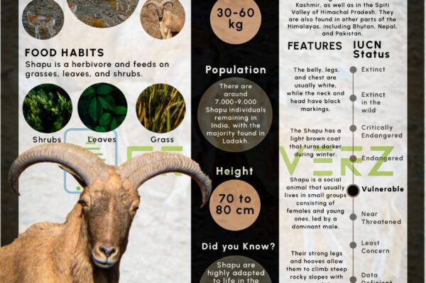 Infographics of Shapu / Urial