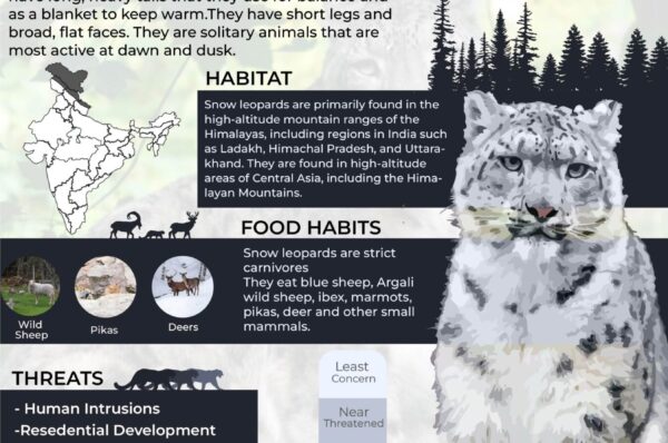 Infographics of Snow leopard