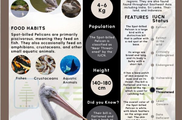 Infographics of Spot Bellied Pelican
