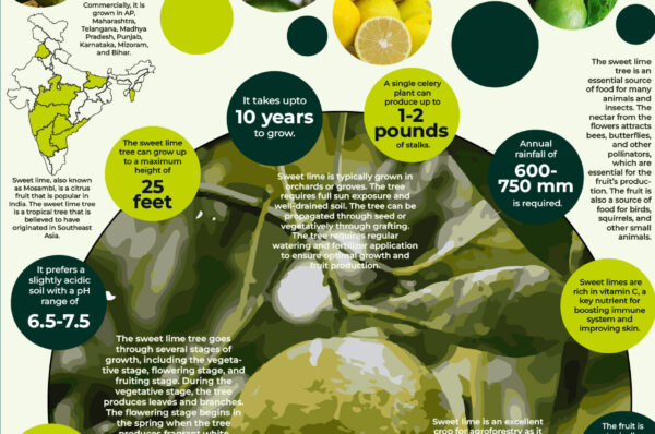 Infographics of Sweet Lime