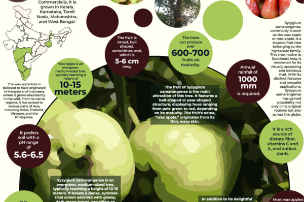 Infographics of Wax Apple