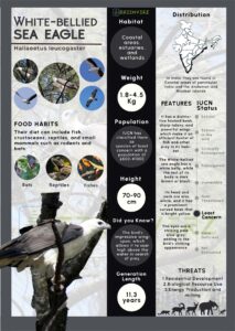 Infographics of White Bellied Sea Eagle
