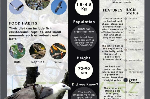 Infographics of White Bellied Sea Eagle
