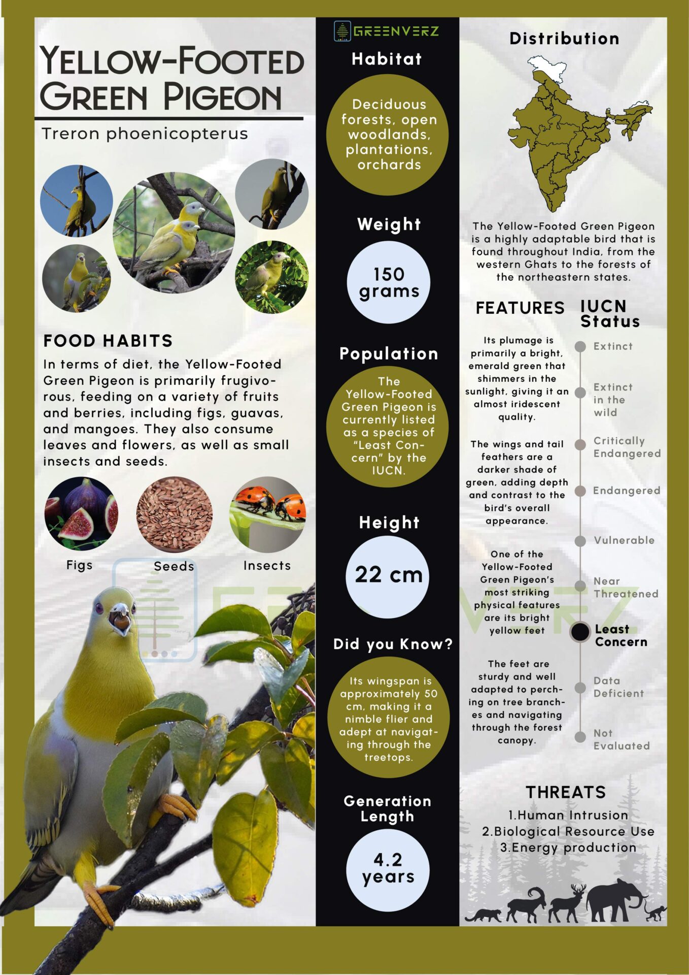 Infographics of Yellow-Footed Green Pigeon