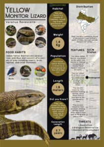 Infographics of Yellow Monitor Lizard
