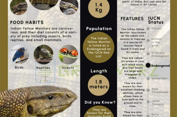 Infographics of Yellow Monitor Lizard