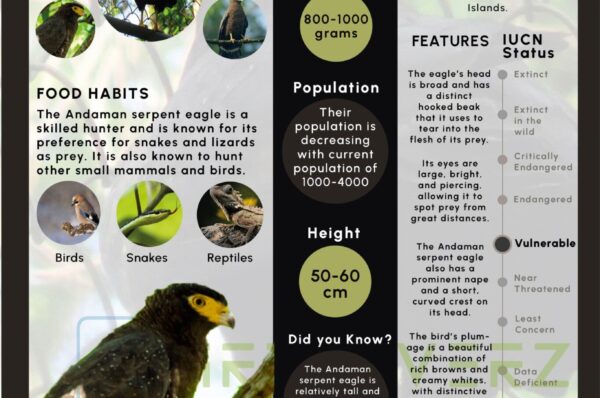 Infographics of Andaman Serpant Eagle