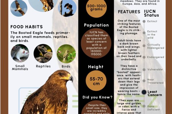 Infographics of Booted Eagle