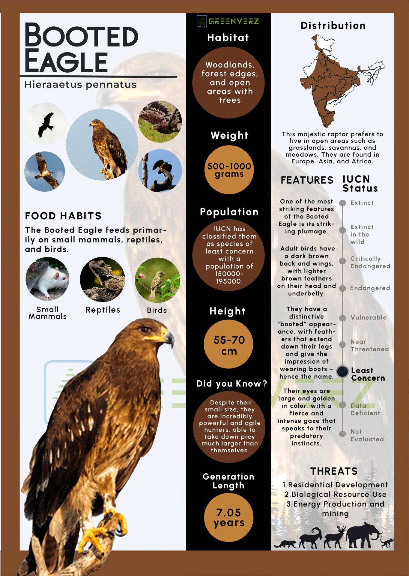 Infographics of Booted Eagle