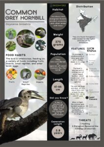 Infographics of Common Grey Hornbill