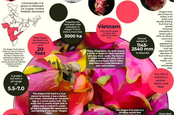Infographics of Dragon Fruit