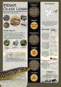 Infographics of Indian Glass Lizard